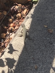 Sceloporus occidentalis