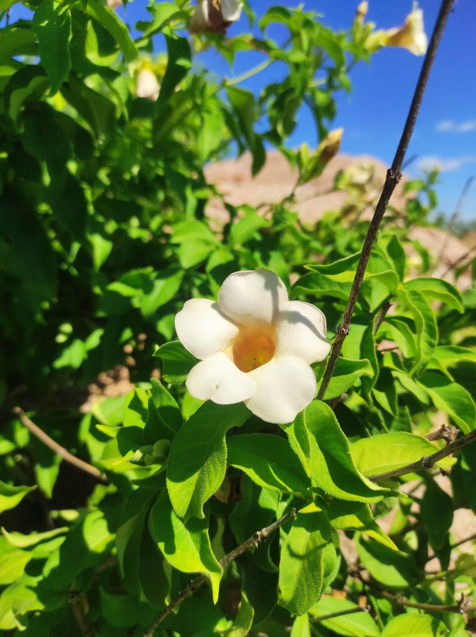 Allamanda blanchetii