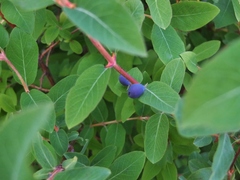 Lonicera villosa