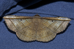 Entomogramma fautrix