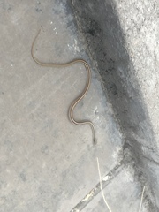 Salvadora deserticola