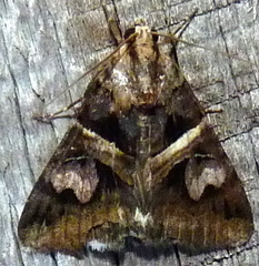 Drasteria grandirena