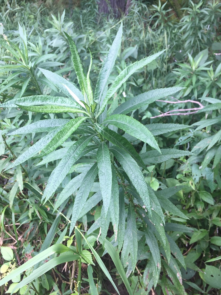 Sawtooth Wormwood
