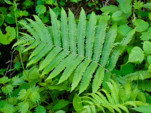 Oriental ostrich fern (Pentarhizidium orientale)