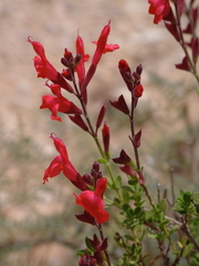 Salvia greggii
