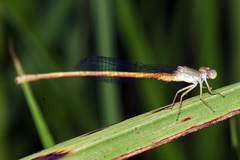 Ceriagrion olivaceum
