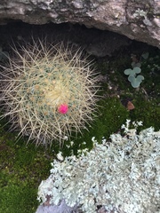 Mammillaria pringlei