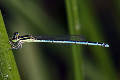 Agriocnemis lacteola