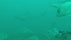 Carcharhinus brachyurus