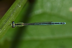 Agriocnemis lacteola