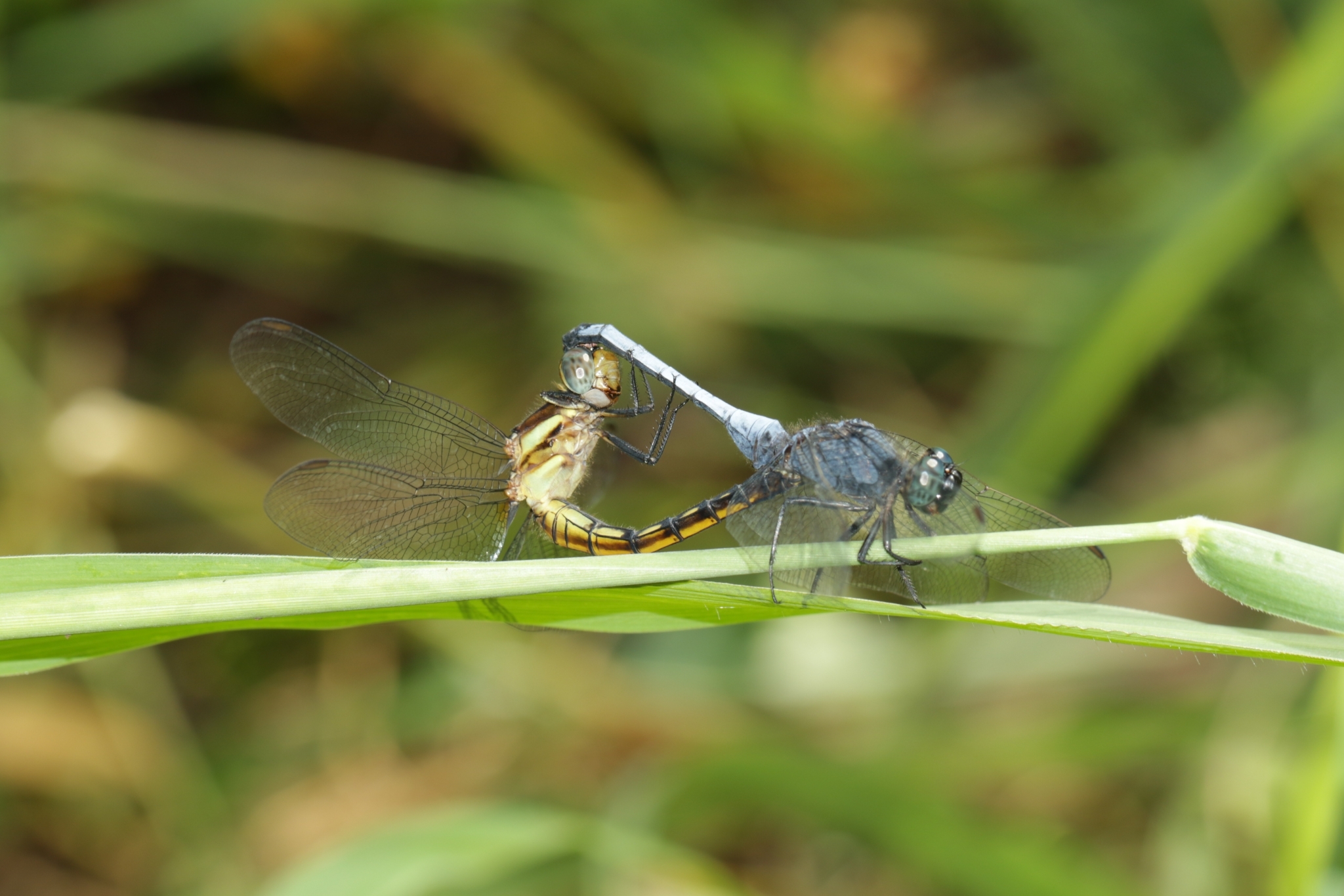 Blue Marsh Hawk