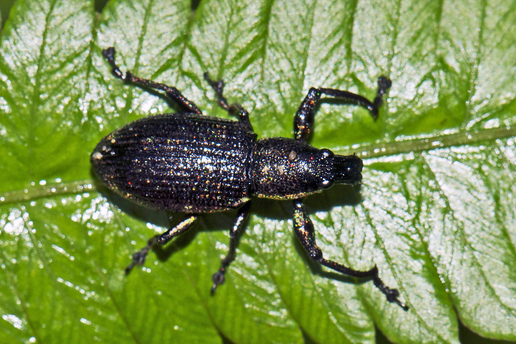 Lepropus