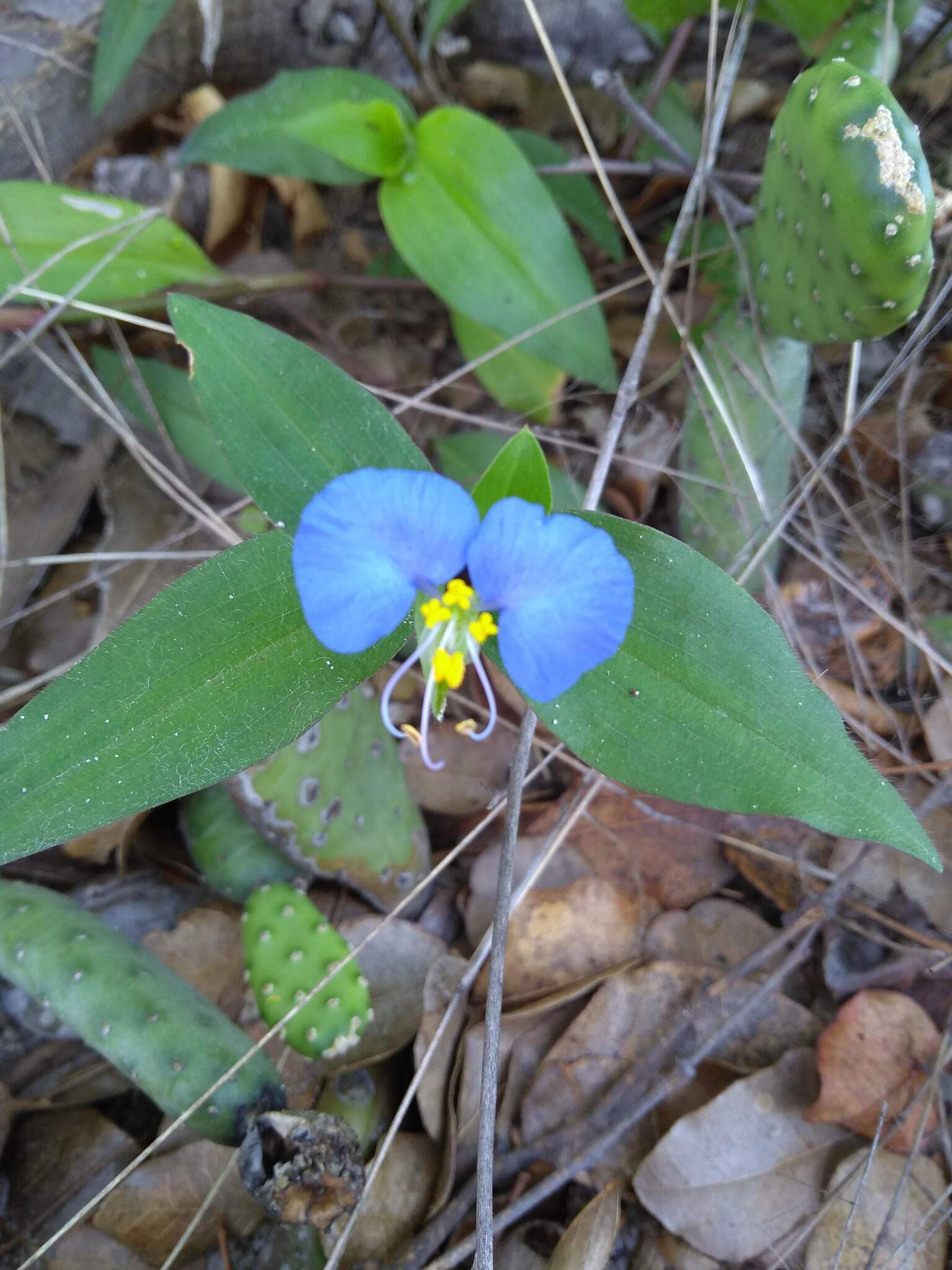Commelina erecta