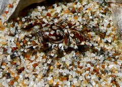 Habronattus amicus