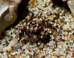 Habronattus amicus