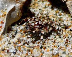 Habronattus amicus