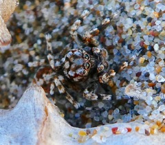 Habronattus amicus