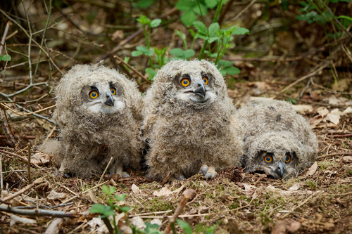Eurasian Eagle-Owl, photo 6 of 10