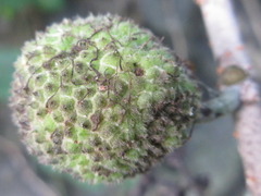 Broussonetia papyrifera