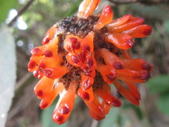 Broussonetia papyrifera