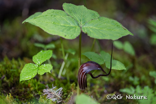 Arisaema elephas, photograph 2