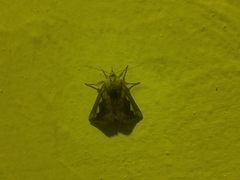 Didugua argentilinea