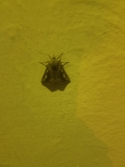 Didugua argentilinea