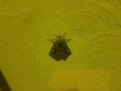 Didugua argentilinea