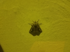 Didugua argentilinea