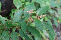 Pilea somae