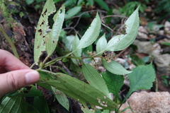 Pilea somae