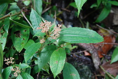 Pilea somae