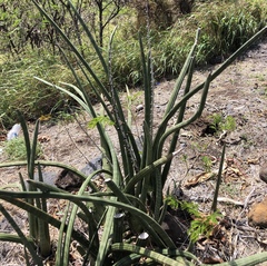 Sansevieria cylindrica
