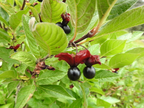 twinberry honeysuckle (Lonicera involucrata)