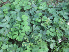 Peucedanum japonicum