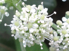 Peucedanum japonicum