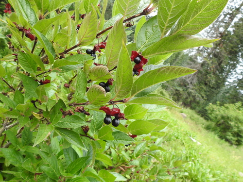 Lonicera involucrata