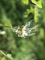 Desmanthus pernambucanus
