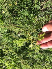 Desmanthus pernambucanus