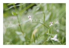 Andrographis paniculata