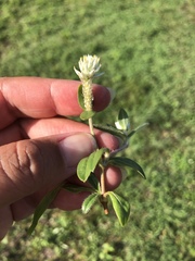 Gomphrena celosioides