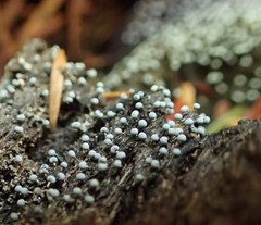 Physarum globuliferum