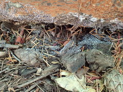 Physarum globuliferum