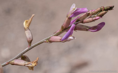 Astragalus casei