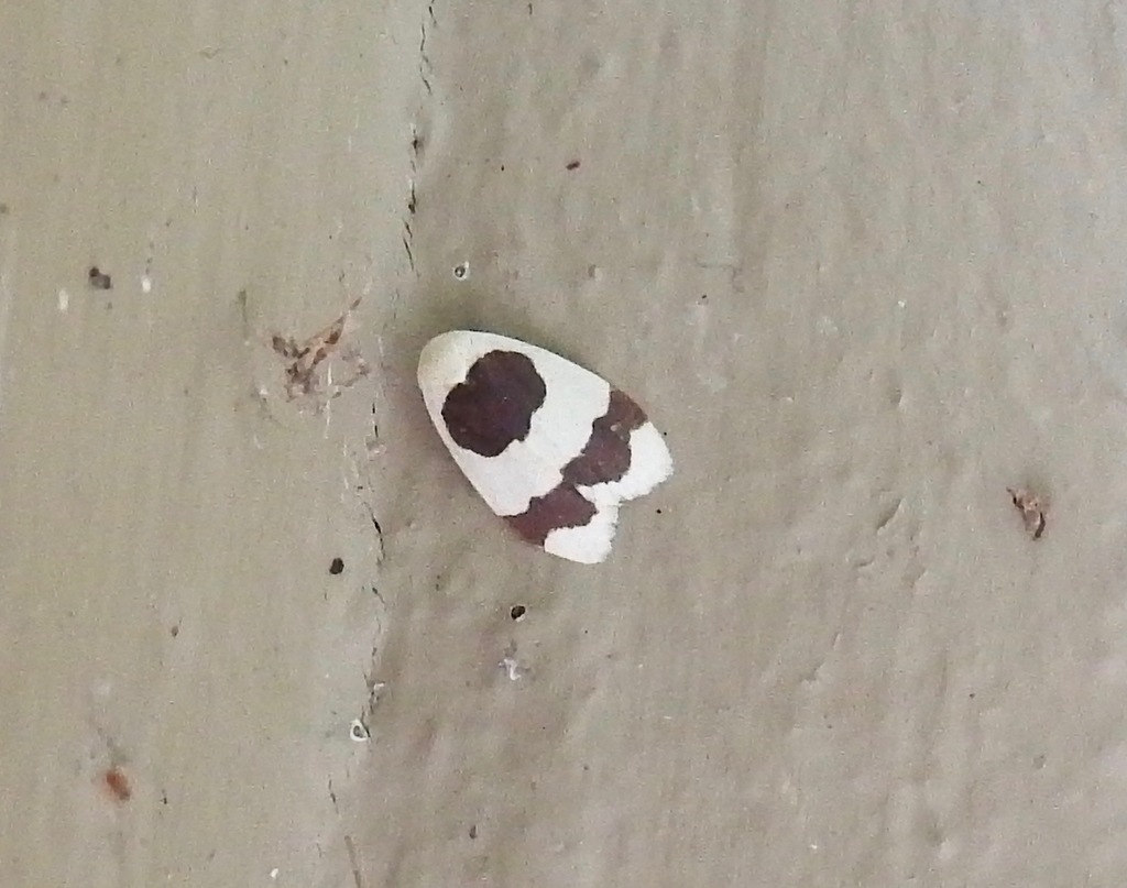 Garudinia truncata