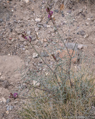 Astragalus casei