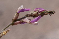 Astragalus casei
