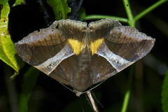 Bastilla fulvotaenia