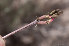Astragalus casei