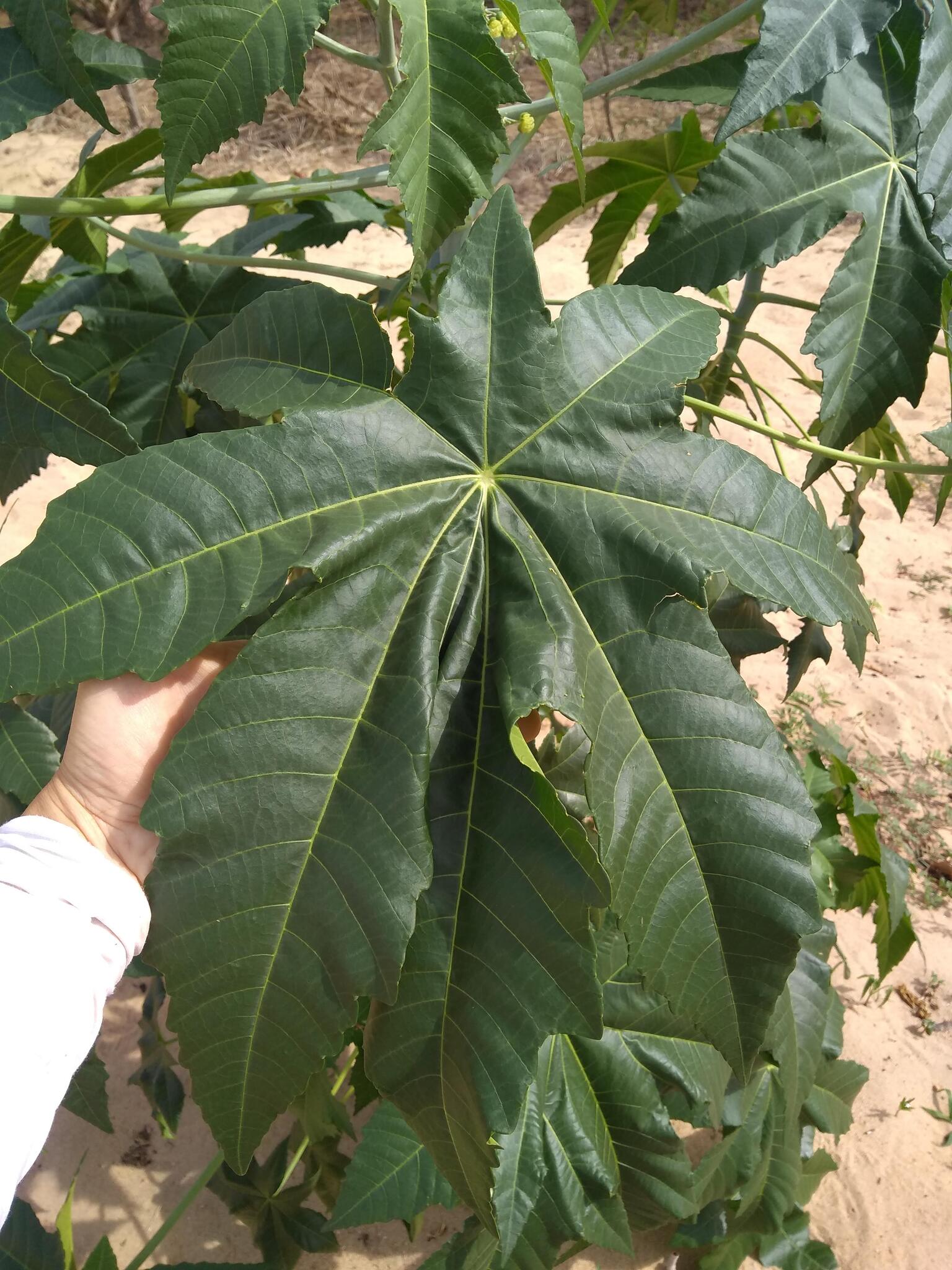 Ricinus communis